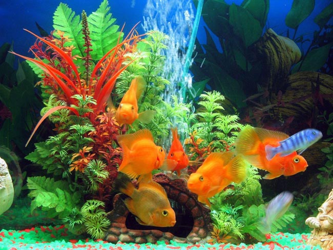 правила аквариума, аквариум, как сделать аквариум, хороший аквариум, как ухаживать за аквариум, как обустроить аквариум, рыбки в аквариуме