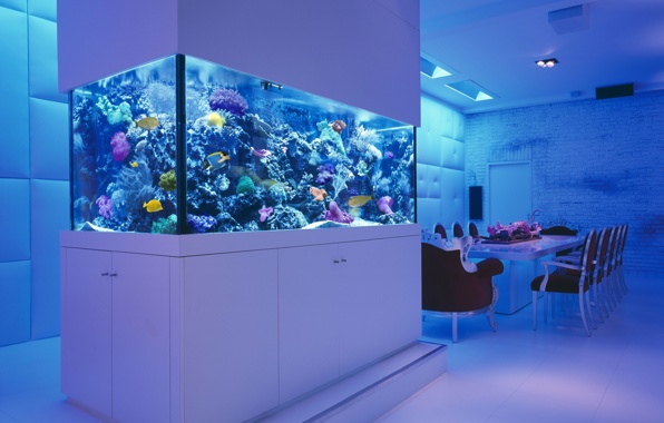правила аквариума, аквариум, как сделать аквариум, хороший аквариум, как ухаживать за аквариум, как обустроить аквариум, рыбки в аквариуме