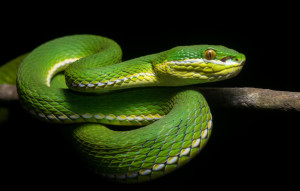 змея, змея дома, содержание змеи, змея вдомашних условиях, змея в качестве домашнего животного, змея домашнее животное