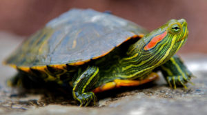 красноухая черепаха, содержание черепахи, содержание красноухой черепахи, черепаха дома, домашняя черепаха, уход за черепахой