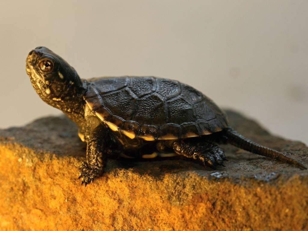 болотная черепаха, содержание черепахи, содержание болотнойчерепахи, черепаха дома, домашняя черепаха, уход за черепахой