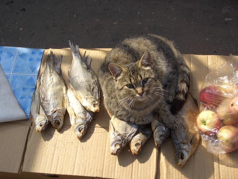 можно ли кошкам рыбу, Значение рыбного мяса в рационе кошки, кормить кошку рыбой, можно кормить кошек рыбой, кошкам можно давать рыбу, можно ли кошкам давать рыбу, можно ли кошкам сырую рыбу, какую рыбу можно кошкам, питание кошек, кормление кошек, 
