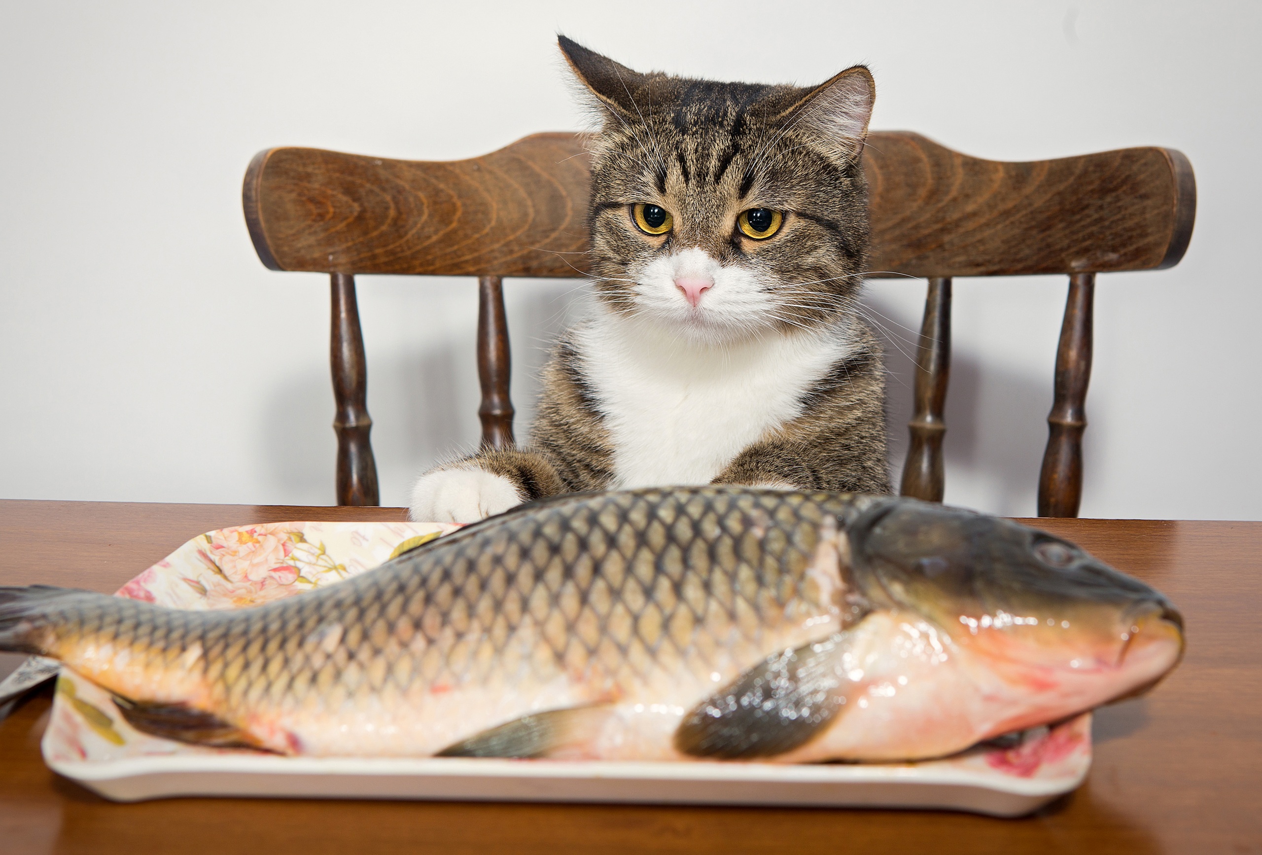 можно ли кошкам рыбу, Значение рыбного мяса в рационе кошки, кормить кошку рыбой, можно кормить кошек рыбой, кошкам можно давать рыбу, можно ли кошкам давать рыбу, можно ли кошкам сырую рыбу, какую рыбу можно кошкам, питание кошек, кормление кошек, 